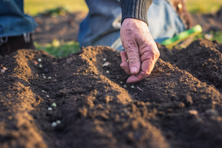 Semis de graines en pleine terre dans un sol préparé au printemps