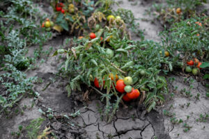 Plants de tomates dans un sol sec et fissuré, illustrant le stress hydrique au jardin