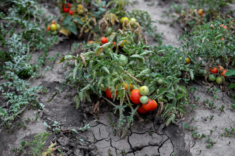 Plants de tomates dans un sol sec et fissuré, illustrant le stress hydrique au jardin