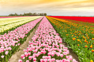 champs de tulipes aux Pays-Bas en rangées colorées symbole de la tulipomanie au XVIIe siècle