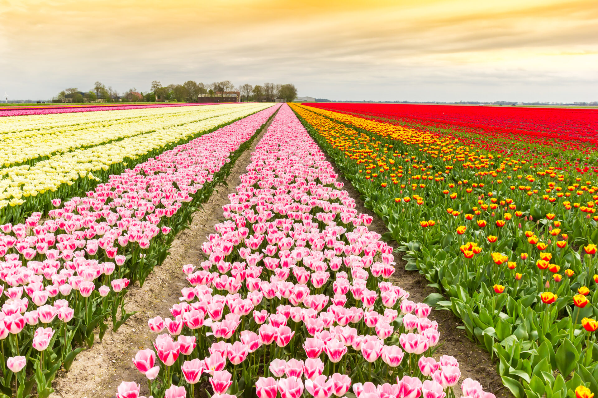 champs de tulipes aux Pays-Bas en rangées colorées symbole de la tulipomanie au XVIIe siècle
