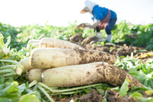 Daikons fraîchement récoltés dans un potager japonais