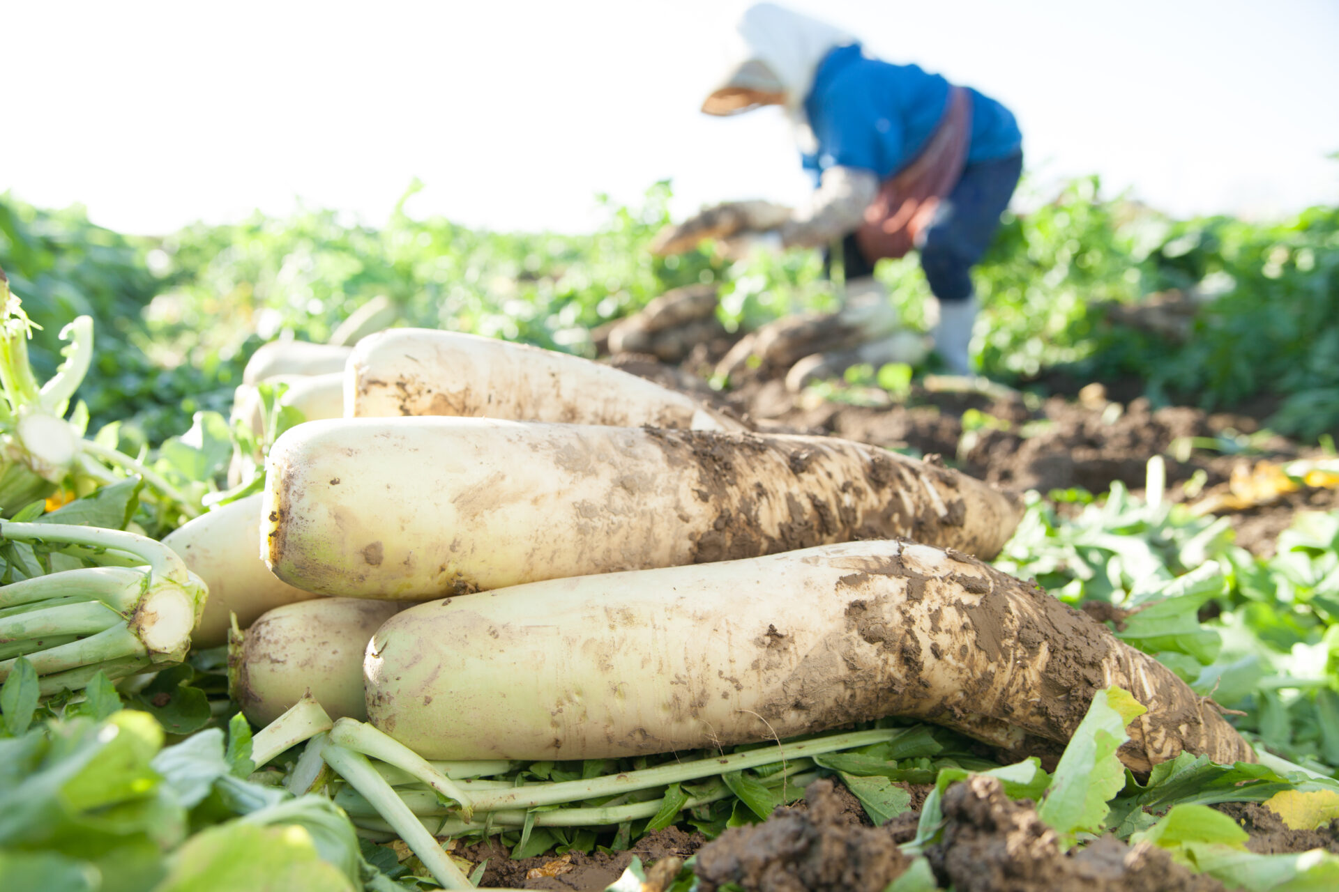 Daikons fraîchement récoltés dans un potager japonais