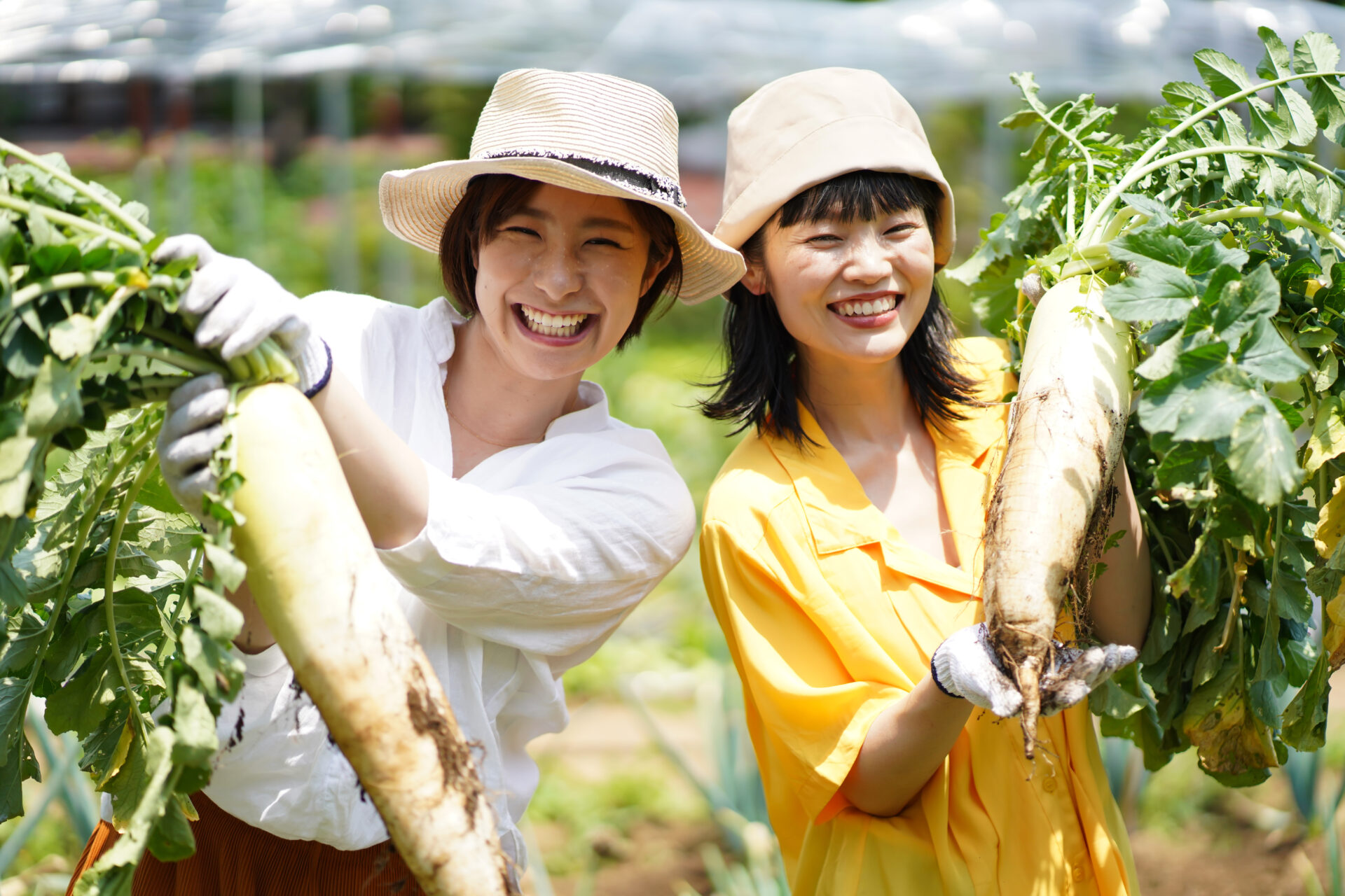 Récolte de daikon dans un potager au Japon