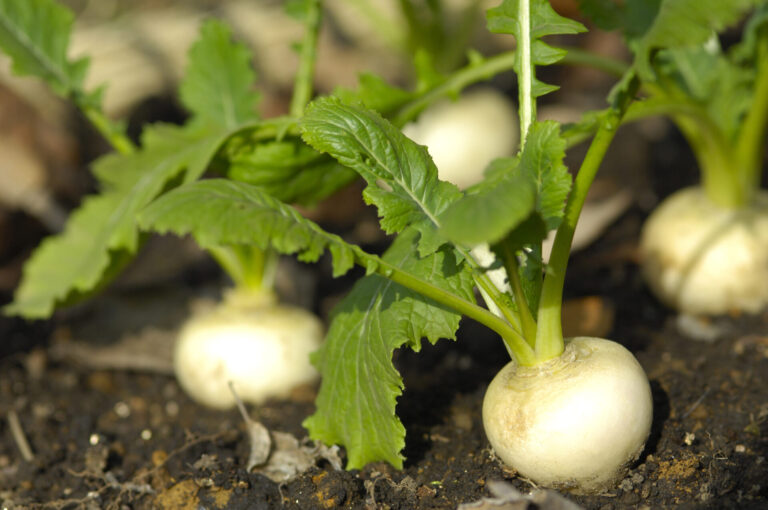 Navets kabu cultivés dans un potager