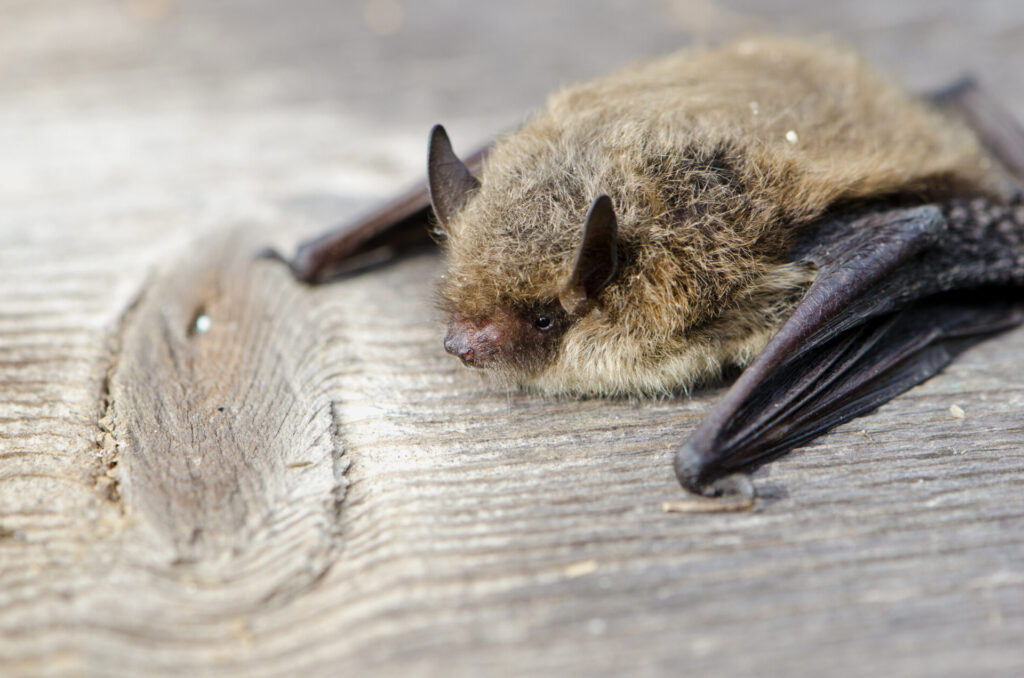 Pipistrelle au repos sur une surface en bois