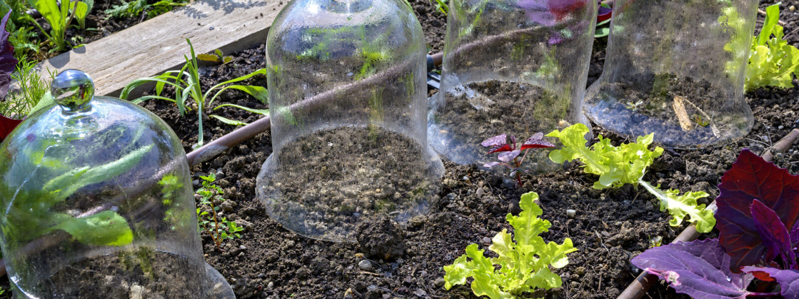 Jeunes plants protégés sous cloches en verre au potager pour limiter les effets des gelées printanières