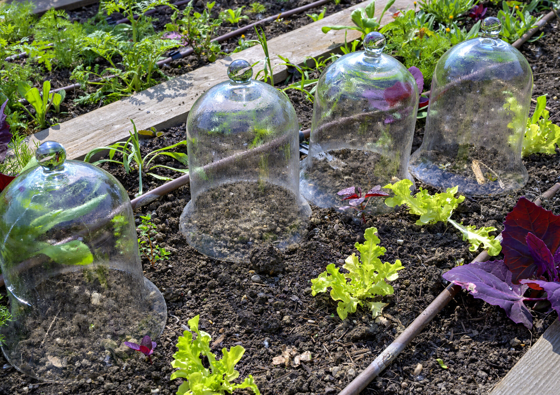 Jeunes plants protégés sous cloches en verre au potager pour limiter les effets des gelées printanières