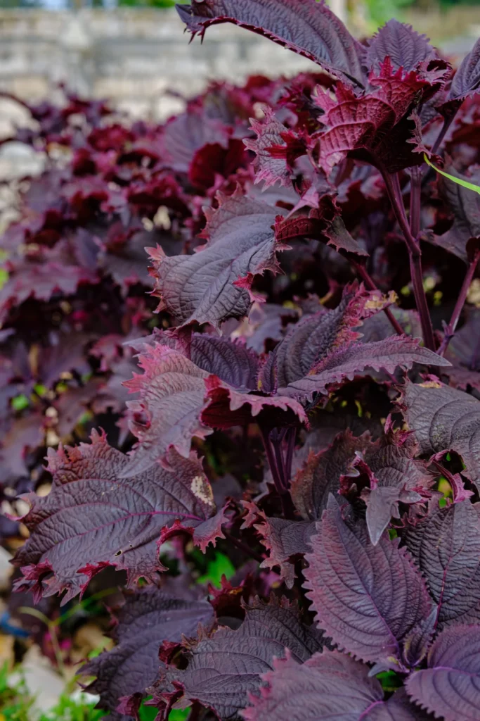 Feuillage de shiso pourpre cultivé dans un potager japonais