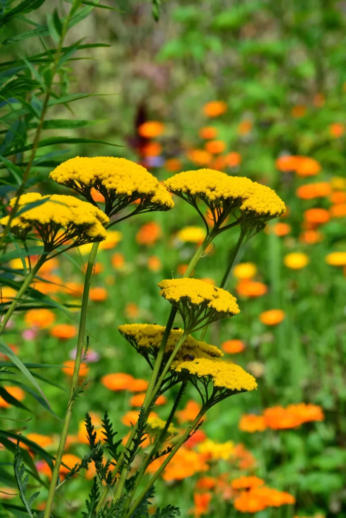 Achillée jaune en fleurs dans un massif résistant à la sécheresse