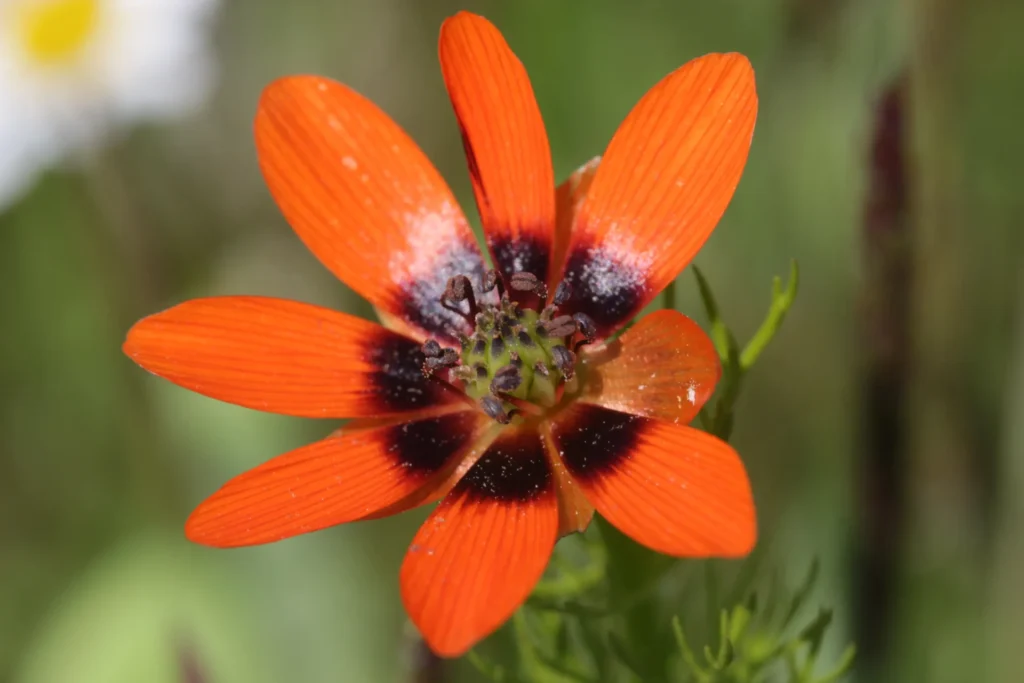 Fleur d’adonis d’été rouge orangé dans une culture céréalière