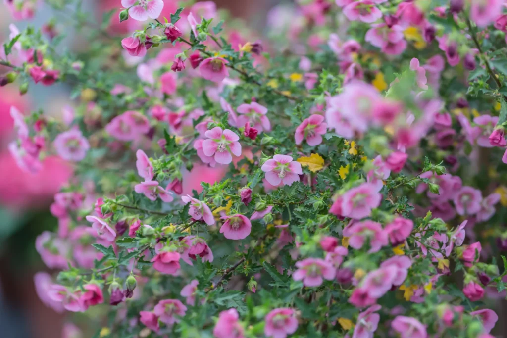 Floraison rose abondante d’Anisodontea capensis, un arbuste adapté aux jardins secs