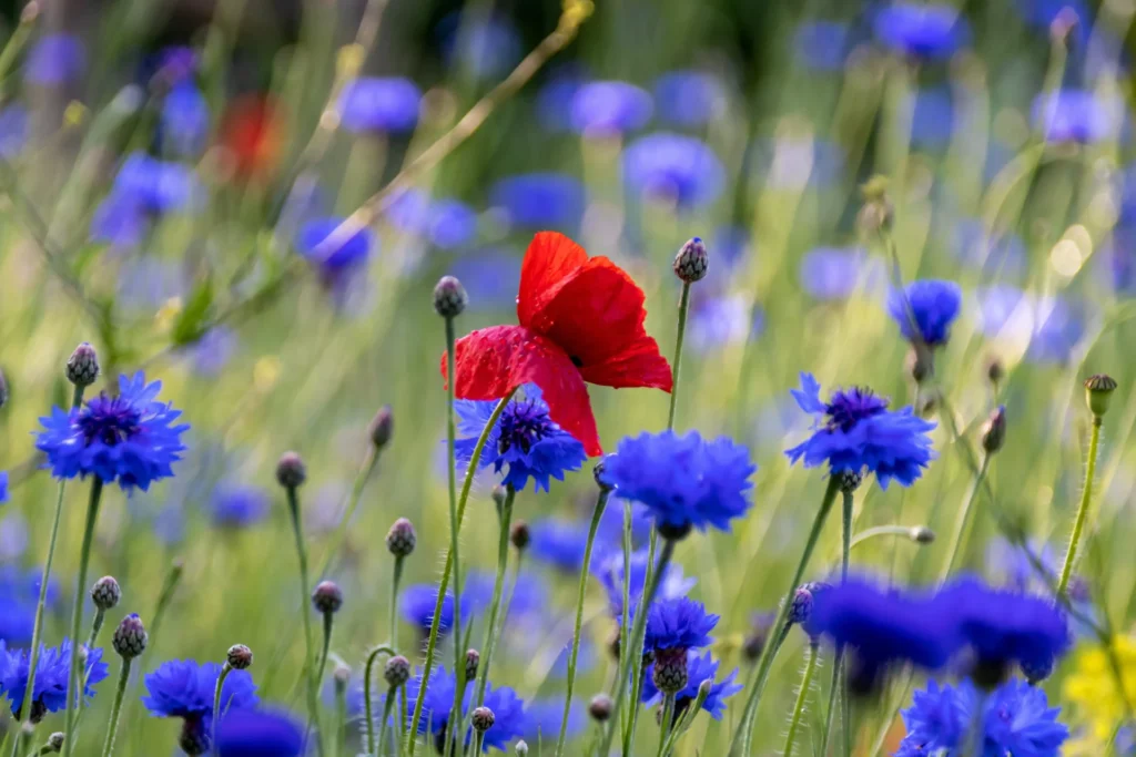 Bleuets des champs en fleur au milieu des céréales