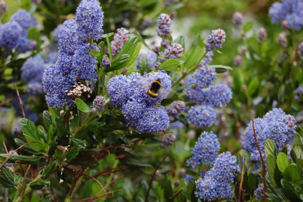 Fleurs bleues de céanothe visitées par un bourdon dans un jardin sec