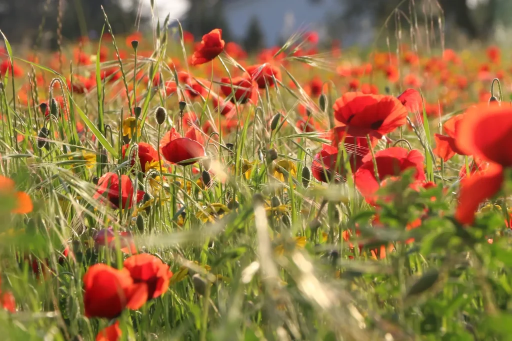 Coquelicots rouges dans un champ de céréales au printemps