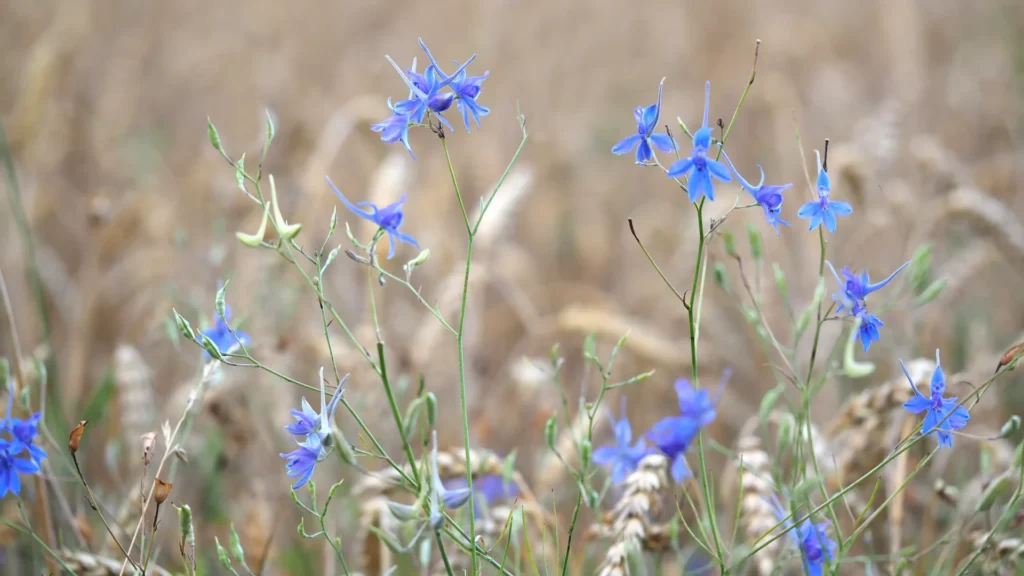 Dauphinelles des champs en fleurs dans une culture céréalière