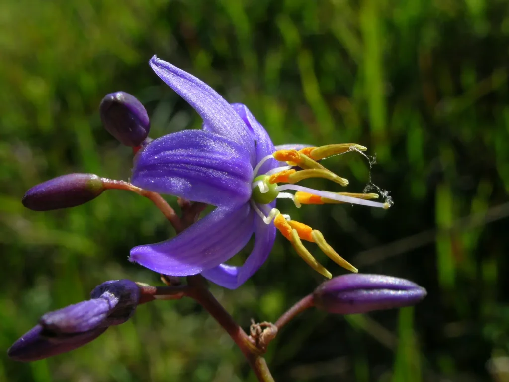 Fleur bleue étoilée de dianella, plante australienne résistante à la sécheresse