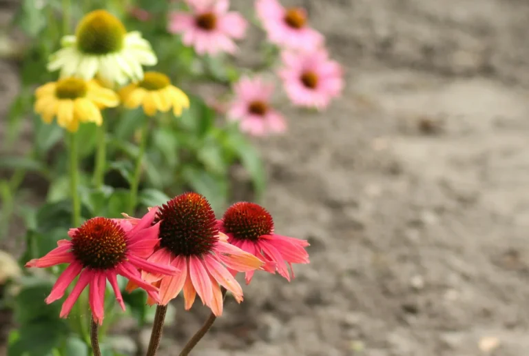 Échinacée rose résistante à la sécheresse dans un massif ensoleillé