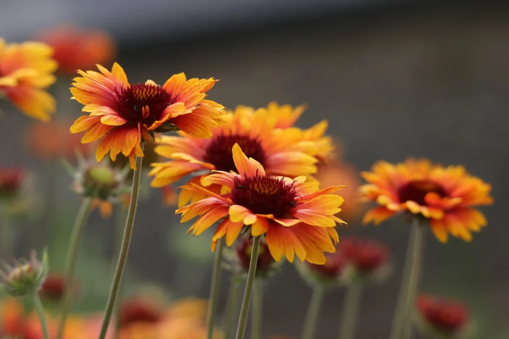 Gaillardes orange en fleurs dans un jardin résistant à la sécheresse