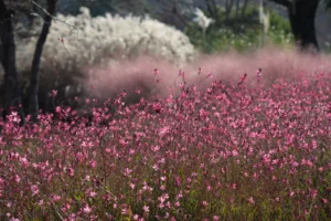 Massif de gauras roses en fleurs dans un jardin peu arrosé