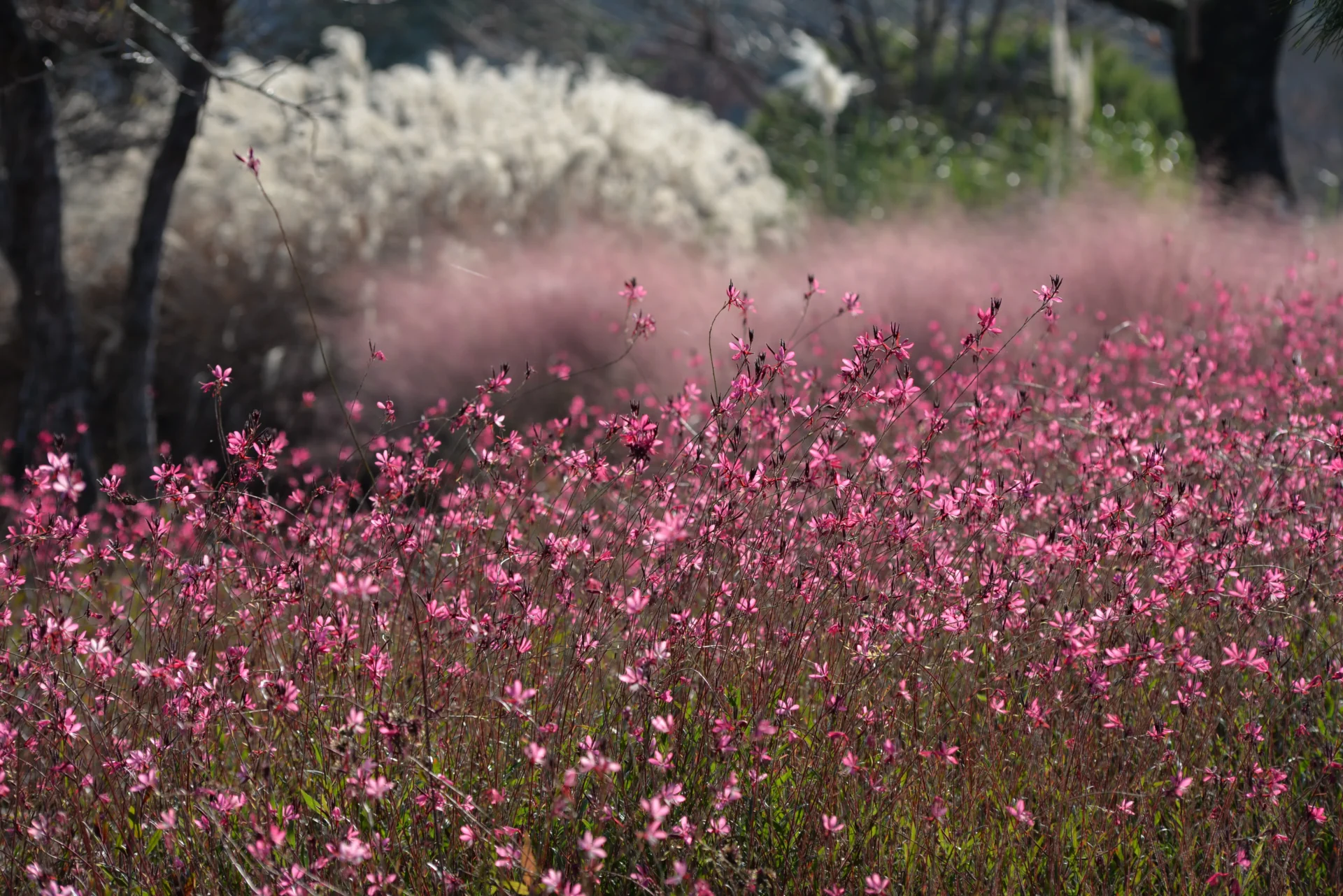 Massif de gauras roses en fleurs dans un jardin peu arrosé