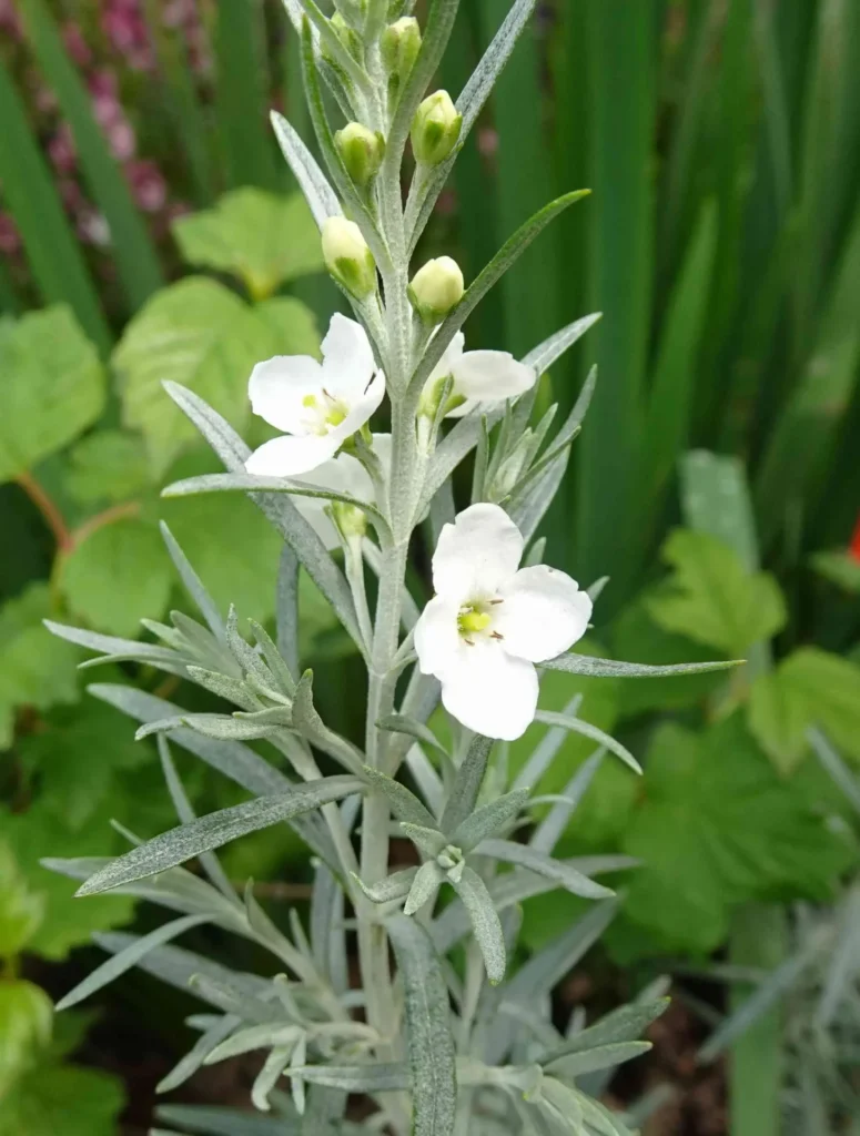 Fleurs blanches du gomphostigma sur feuillage gris argenté