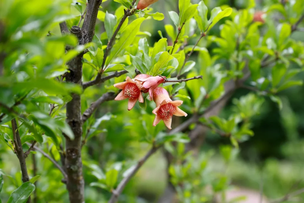Fleurs orangées du grenadier dans un jardin résistant à la sécheresse