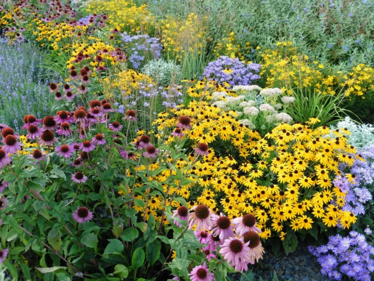 Massif de rudbeckias et d’échinacées dans un jardin fleuri résistant à la sécheresse