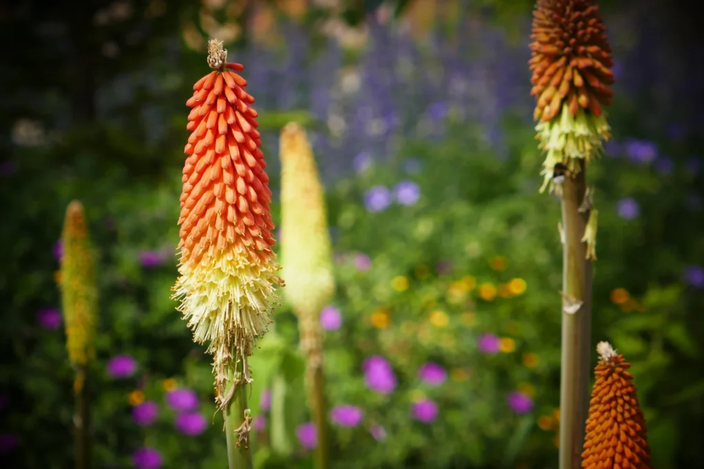 Floraison orange et jaune du kniphofia en épis, vivace résistante à la sécheresse pour jardin sec