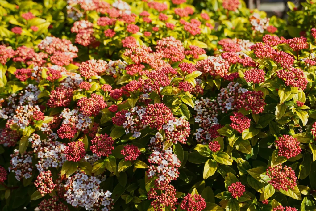 Floraison blanche du laurier-tin Viburnum tinus dans un jardin résistant à la sécheresse