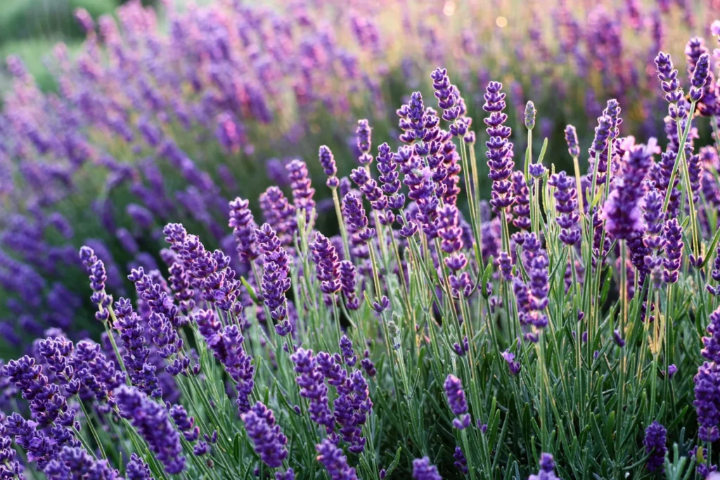 Lavande en fleurs dans un jardin résistant à la sécheresse