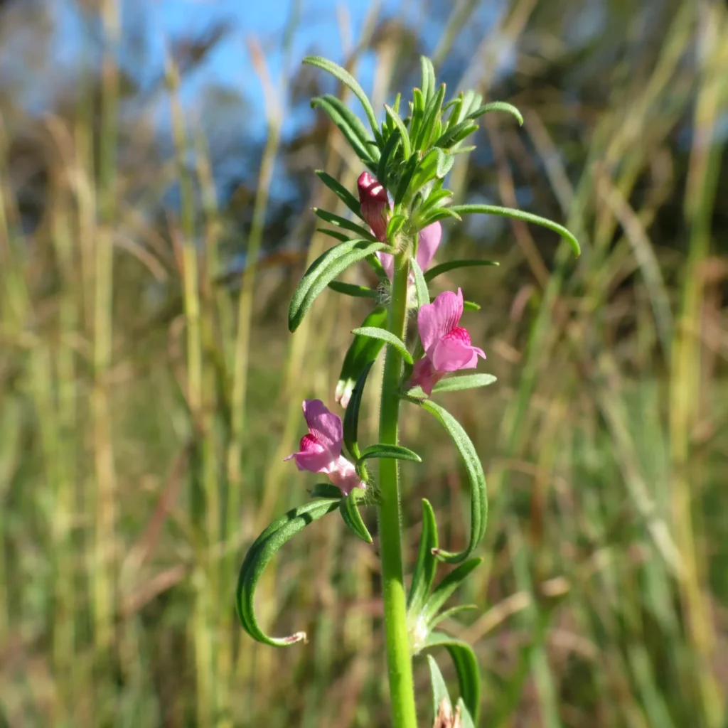 Muflier des champs aux fleurs roses dans une prairie