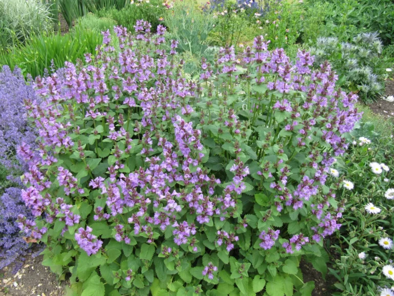 Nepeta en fleurs dans un massif résistant à la sécheresse