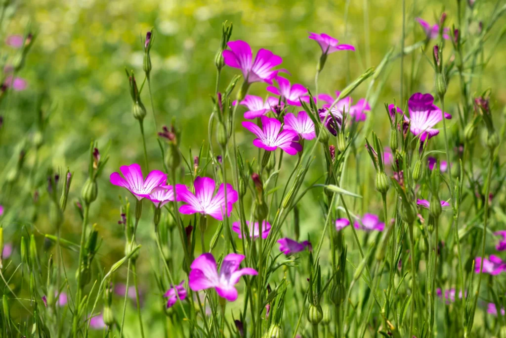 Nielle des blés en fleurs dans une culture céréalière