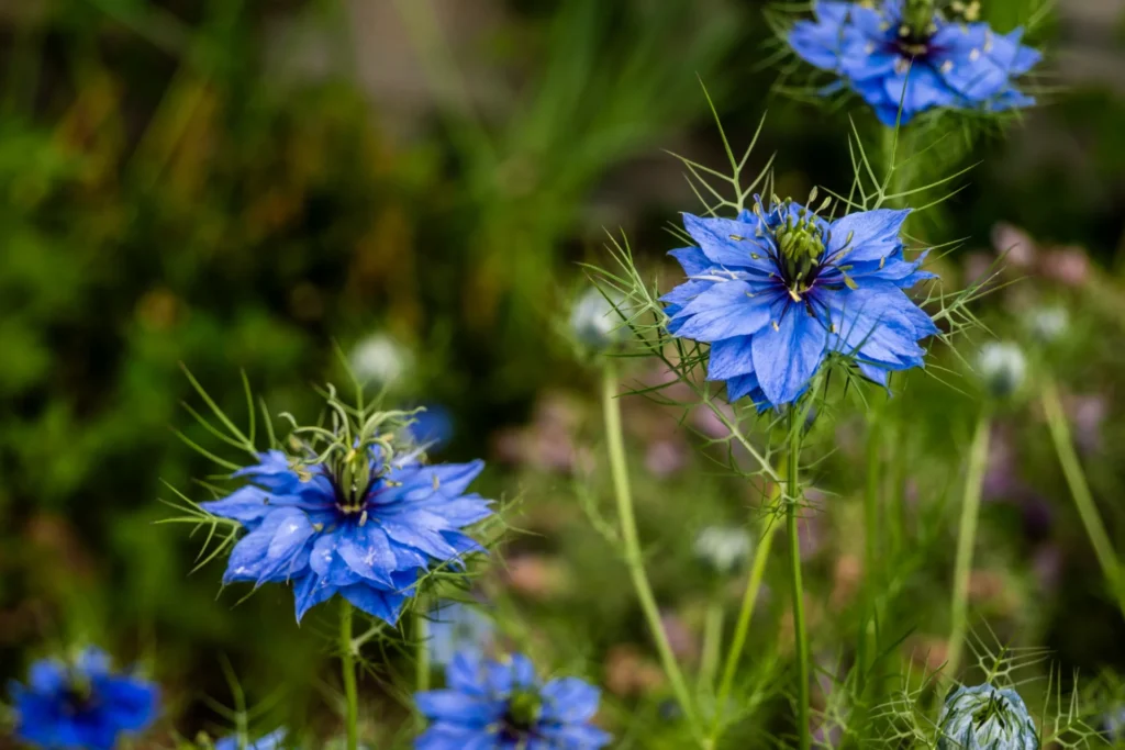 Nigelles des champs aux fleurs bleues dans une culture céréalière
