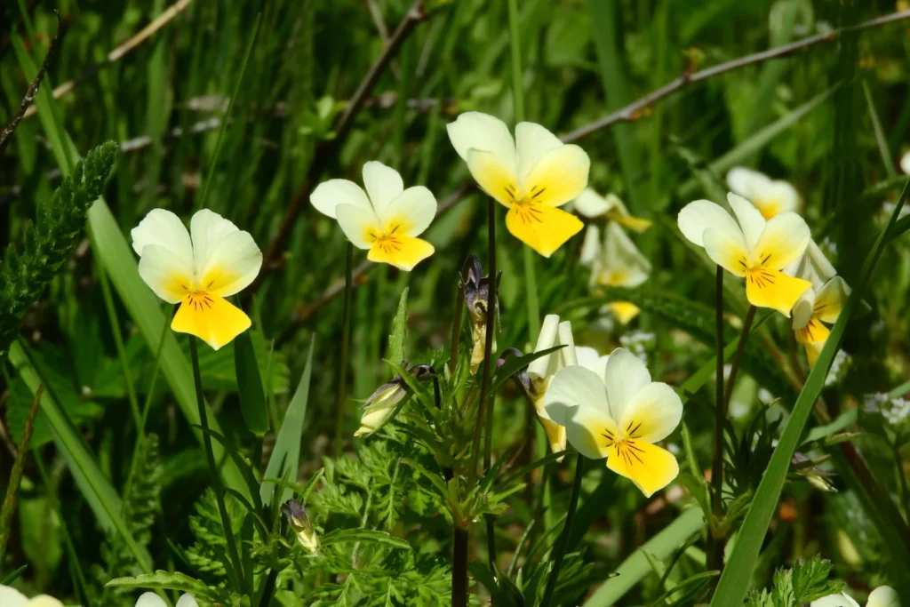 Pensées des champs aux fleurs blanches et jaunes dans une prairie