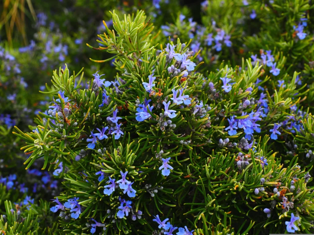Romarin en fleurs dans un jardin méditerranéen peu arrosé