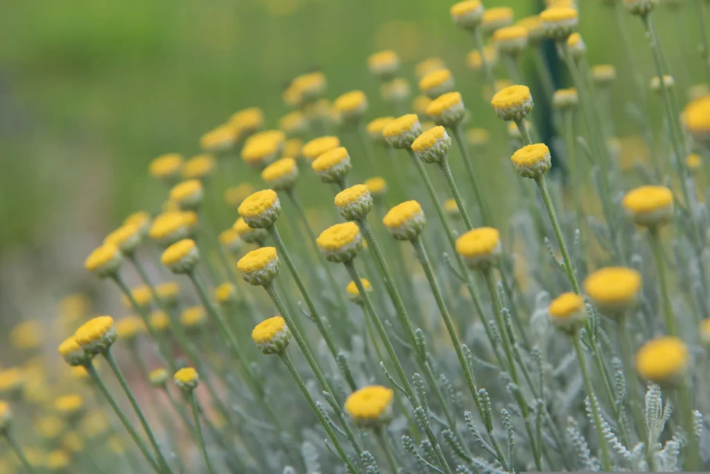 Santoline en fleurs jaunes adaptée aux sols secs et au plein soleil