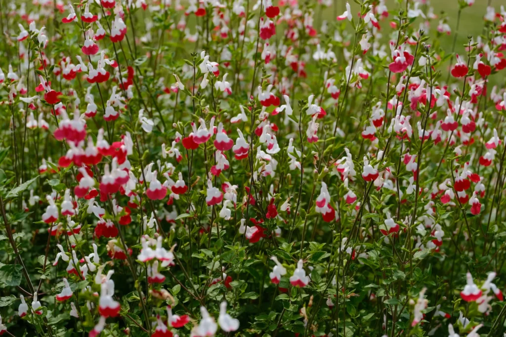 Sauge arbustive rouge et blanche fleurissant malgré la sécheresse