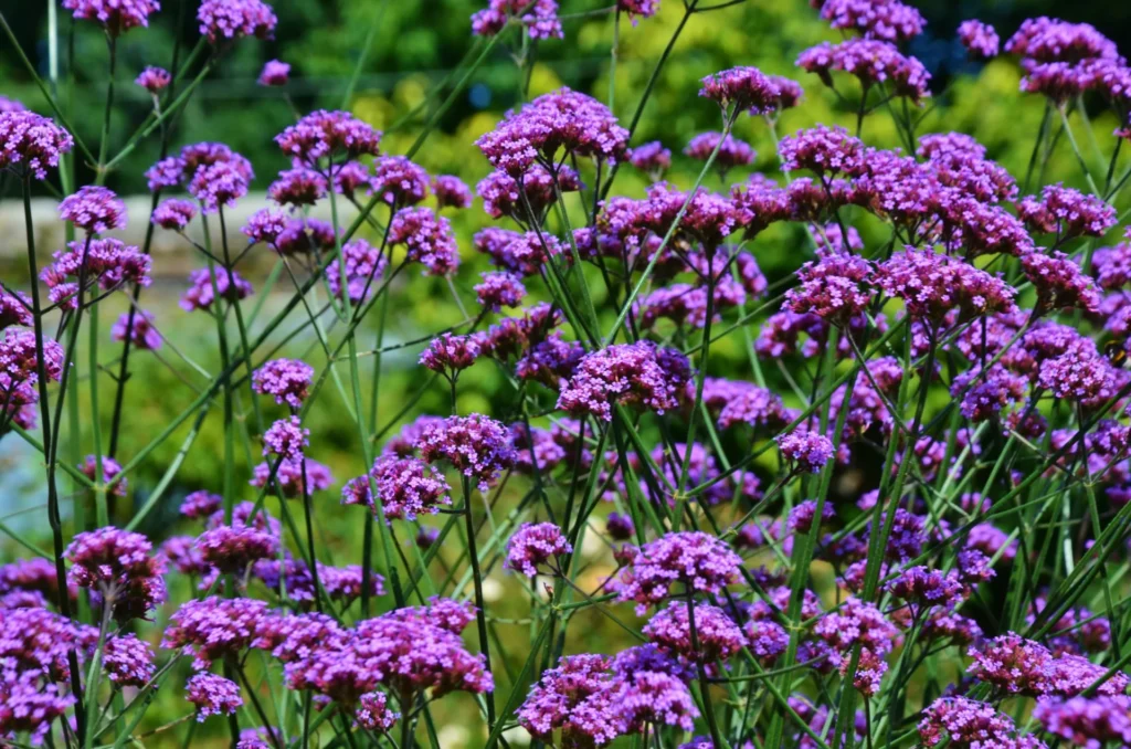 Verveine de Buenos Aires en fleurs dans un jardin peu arrosé