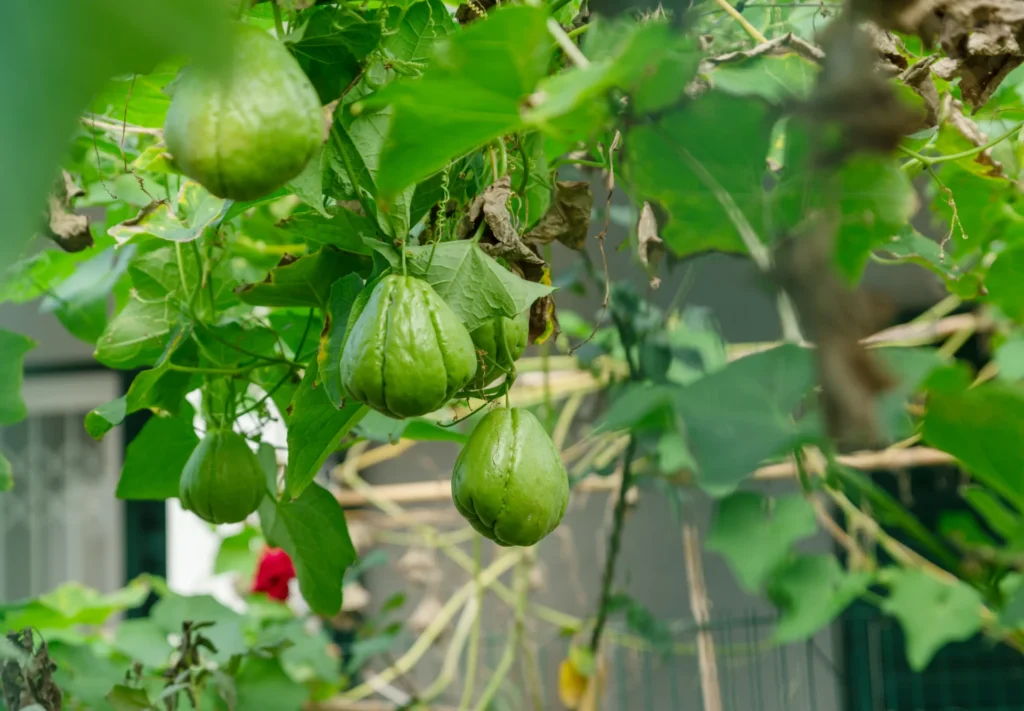 Chayottes vertes poussant sur une liane grimpante dans un potager mexicain.