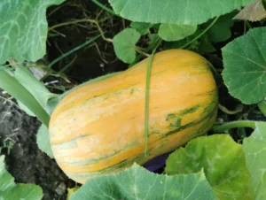 Courge traditionnelle du potager mexicain poussant au sol parmi son feuillage.