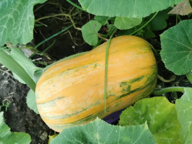 Courge traditionnelle du potager mexicain poussant au sol parmi son feuillage.
