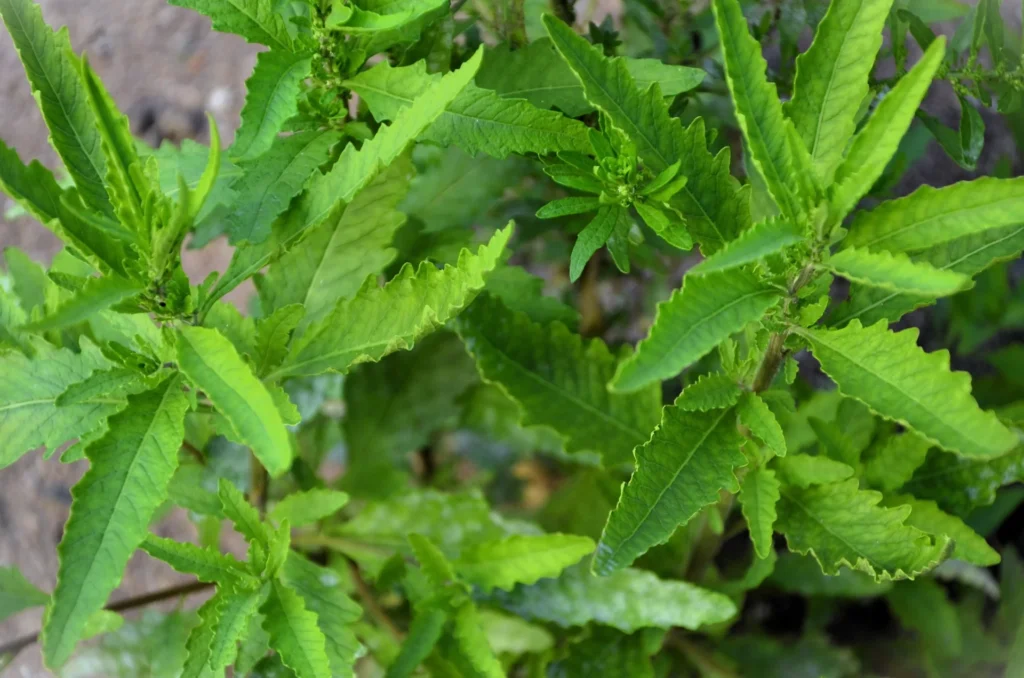 Plant d’épazote (Dysphania ambrosioides) cultivé dans un potager mexicain.