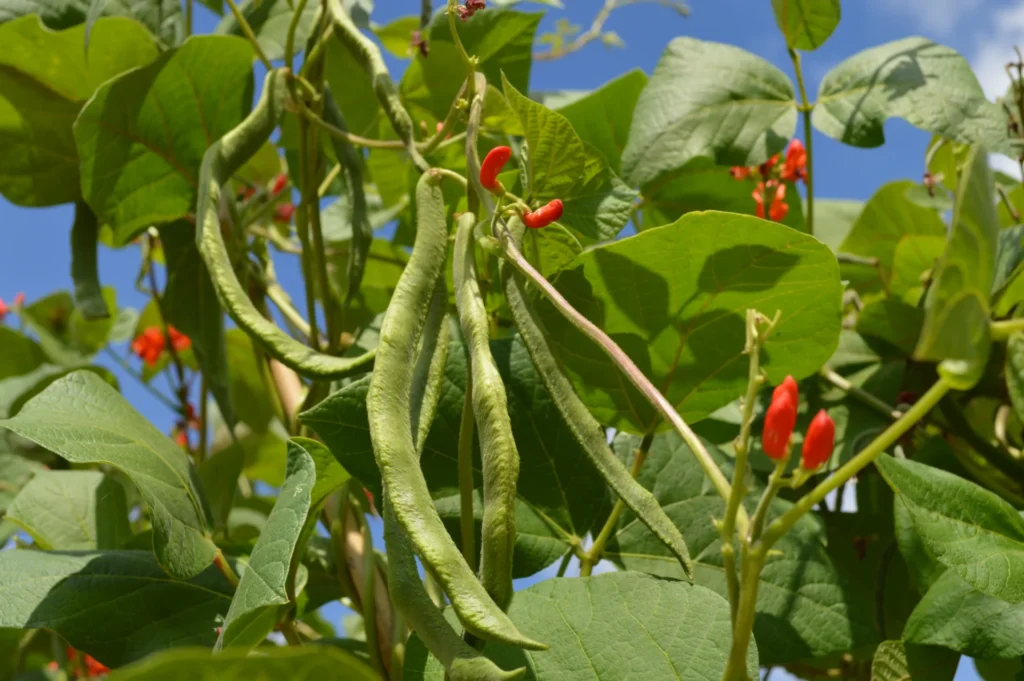 Haricots grimpants portant de longues gousses dans un potager mexicain, où ils sont traditionnellement cultivés avec le maïs.