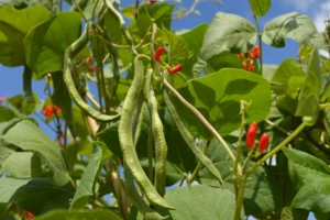 Haricots grimpants portant de longues gousses dans un potager mexicain, où ils sont traditionnellement cultivés avec le maïs.