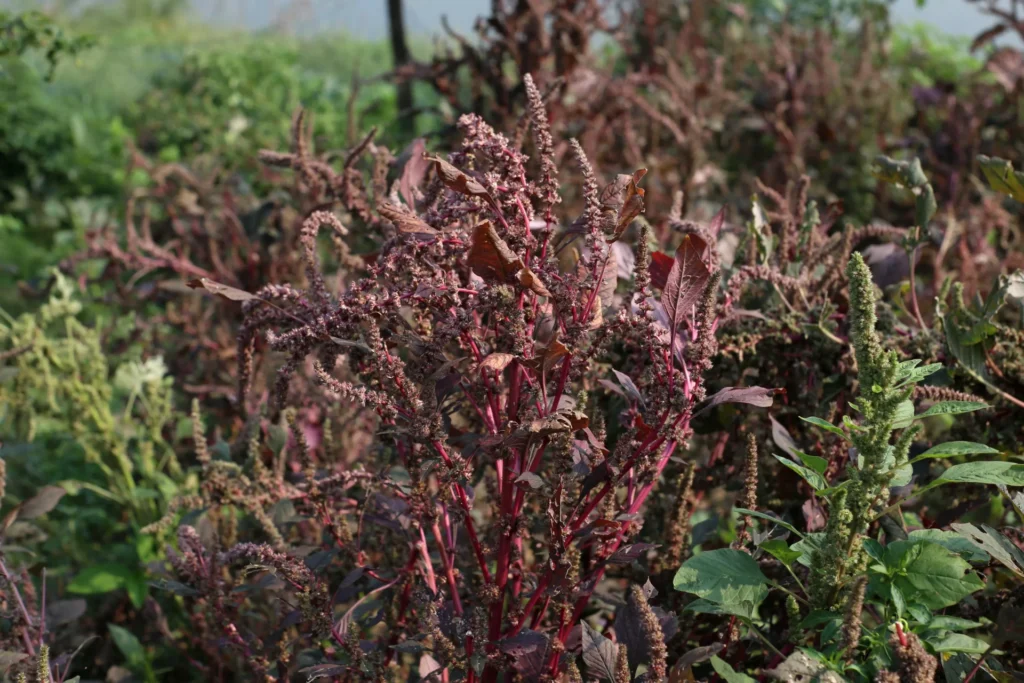 Plant de huauzontle (Chenopodium nuttalliae) cultivé dans un potager mexicain.