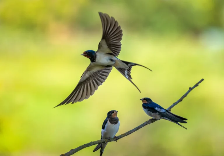 Une hirondelle rustique en vol au-dessus de deux congénères, peu avant la migration de fin d’été.