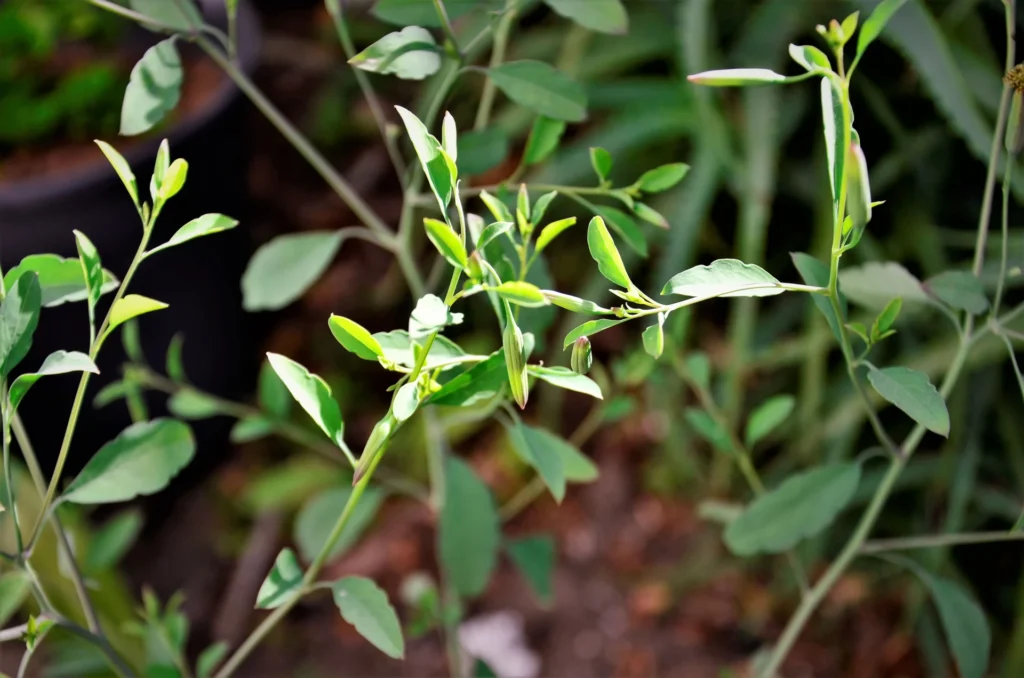 Plant de papalo (Porophyllum ruderale) cultivé dans un potager mexicain.