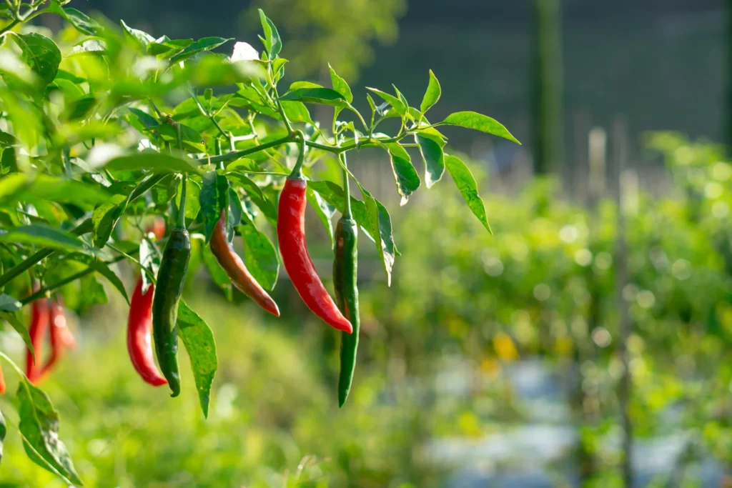 Piments verts et rouges mûrissant sur leur pied dans un potager mexicain.